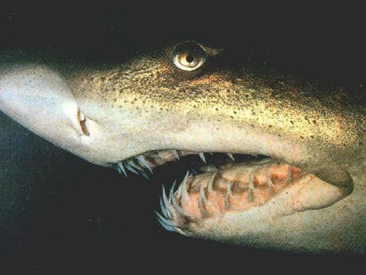 dziecko rekinie zęby