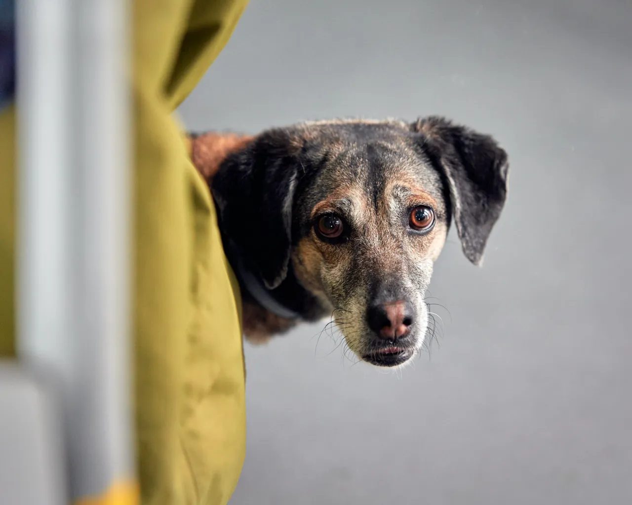 Pies u weterynarza, konsultacja po zjedzeniu szkodliwego pokarmu