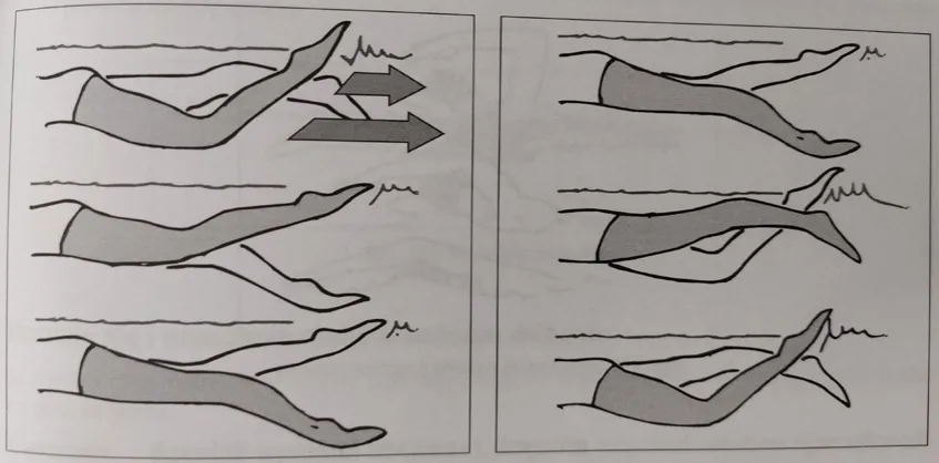 Fazy pociągnięcia ramion w kraulu