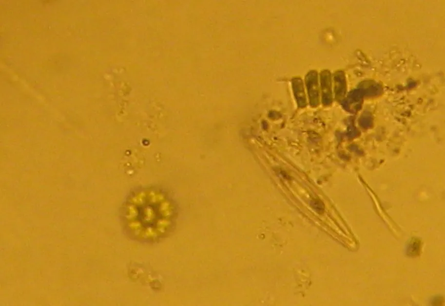 Fitoplankton pod mikroskopem lub morski łańcuch pokarmowy Bałtyku