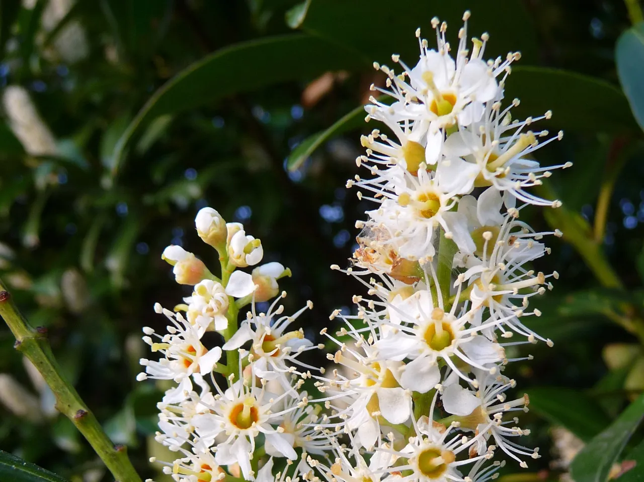 odmiany laurowiśni kwitnące