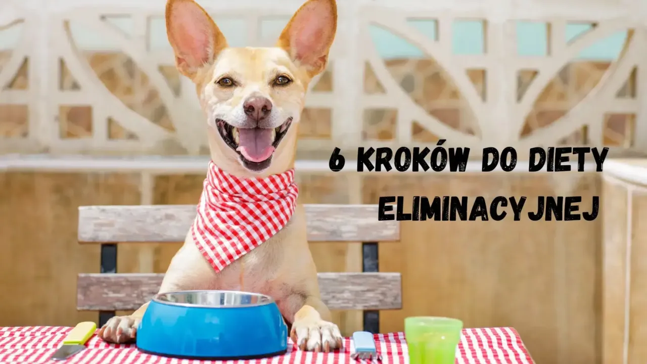 Pies podczas diety eliminacyjnej zapiski