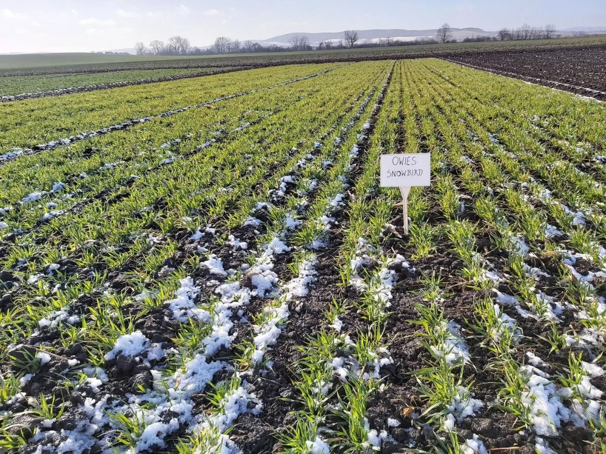 Chwasty w uprawie owsa