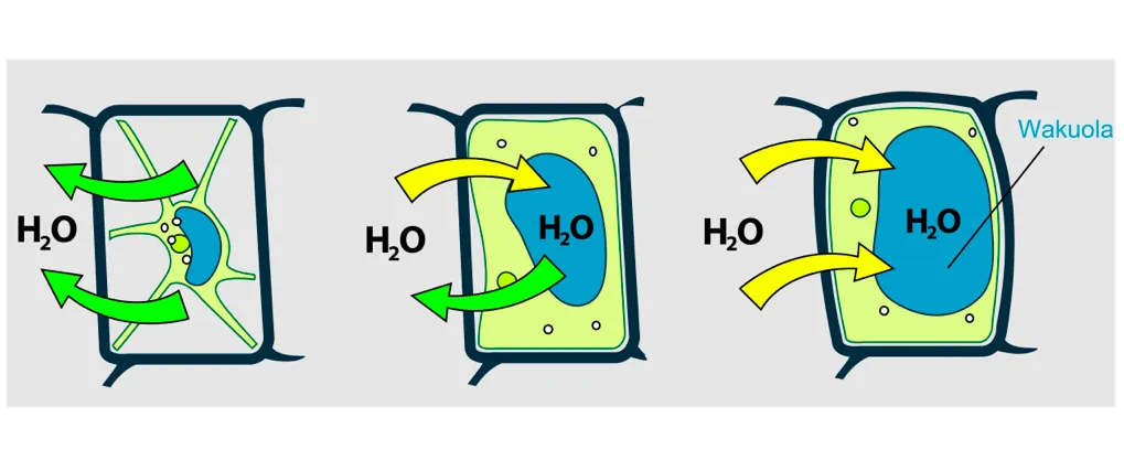 wpływ roztwor&oacute;w izotonicznych hipotonicznych hipertonicznych na kom&oacute;rki zwierzęce i roślinne schemat