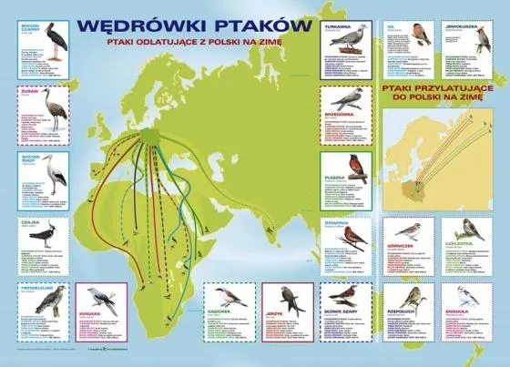 kalendarz przylotów ptaków do polski infografika