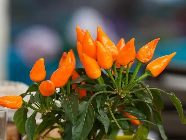 Roślina papryki w doniczce z graficznym oznaczeniem toksycznych części