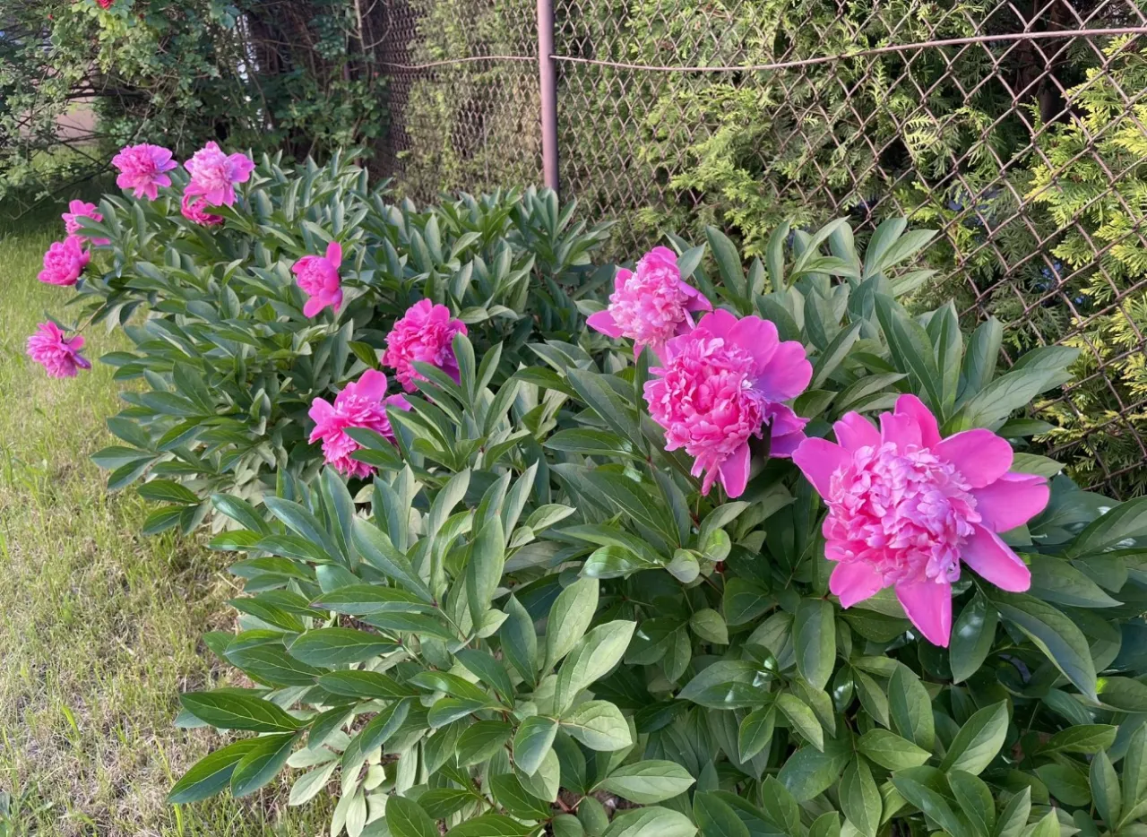 pielęgnacja piwonii obfite kwitnienie