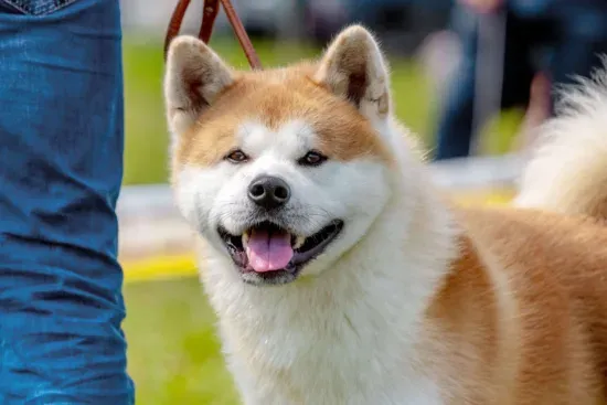 odpowiedzialny właściciel Akity