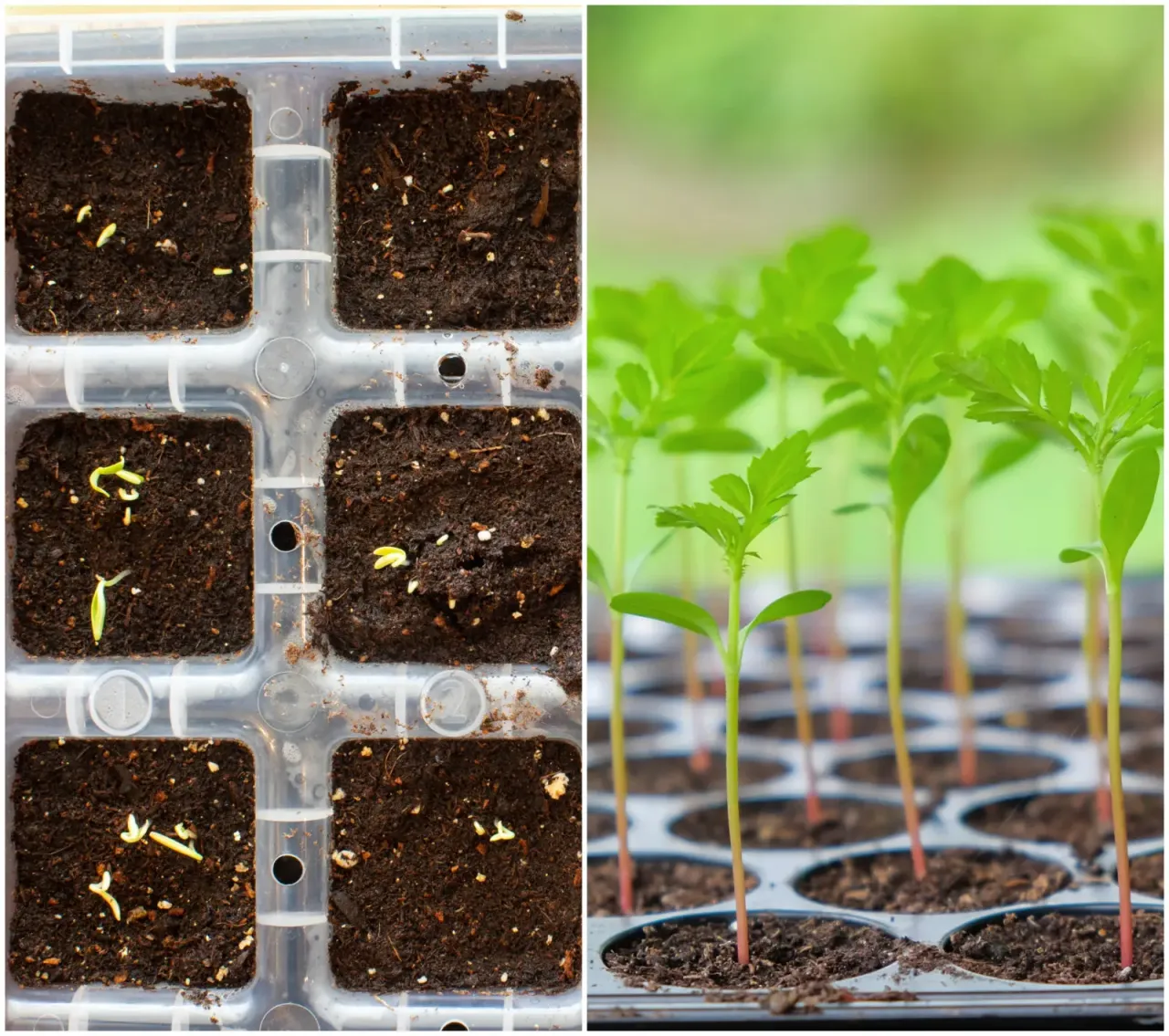 rozsada kosmosów w doniczkach