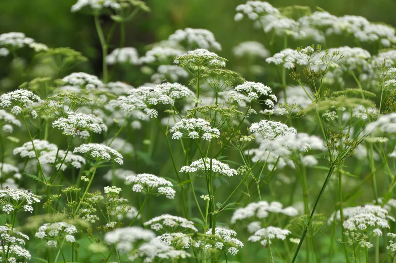 podagrycznik vs trybula leśna liście