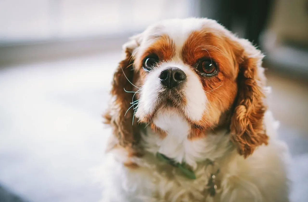 szczeniak Cavalier King Charles Spaniel z rodowodem