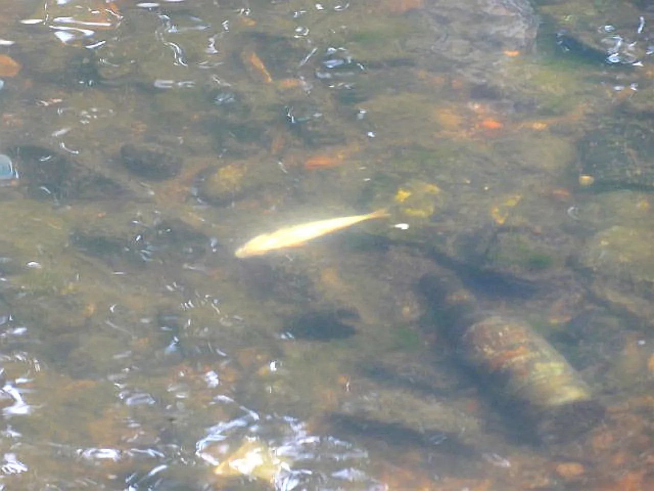 czysta woda w rzece ryby