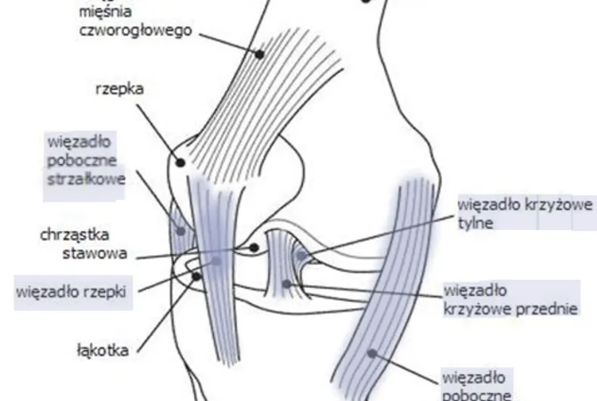 anatomia kolana więzadła