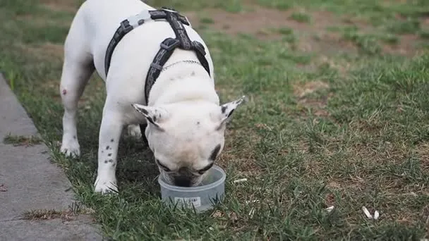 Pies pije wodę z miski