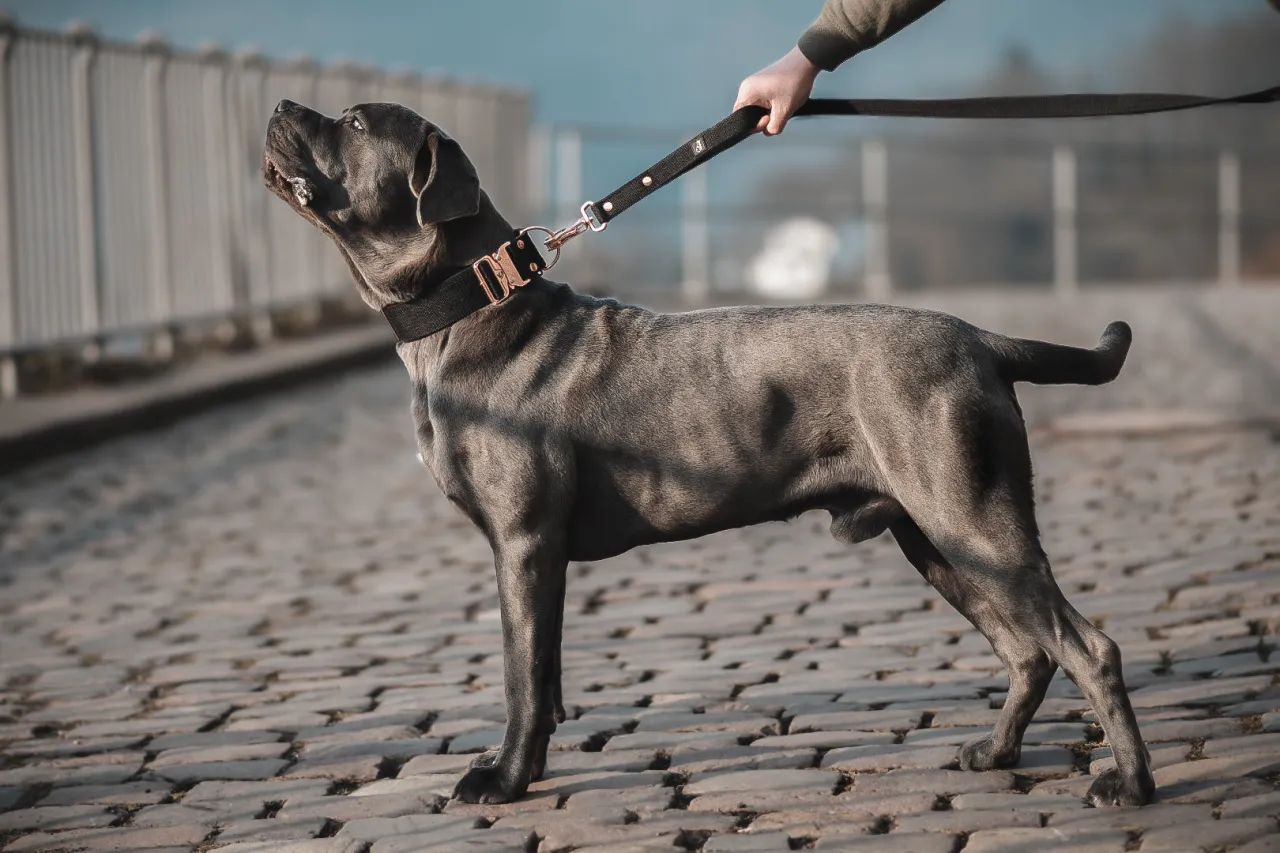 Jak dobrać smycz dla psa w zależności od wielkości i temperamentu