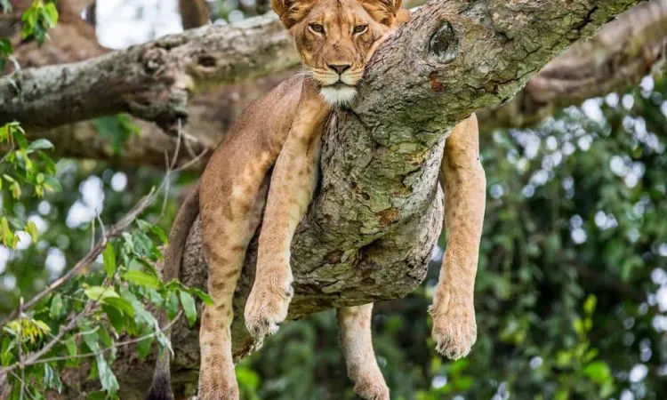 Uganda safari zwierzęta