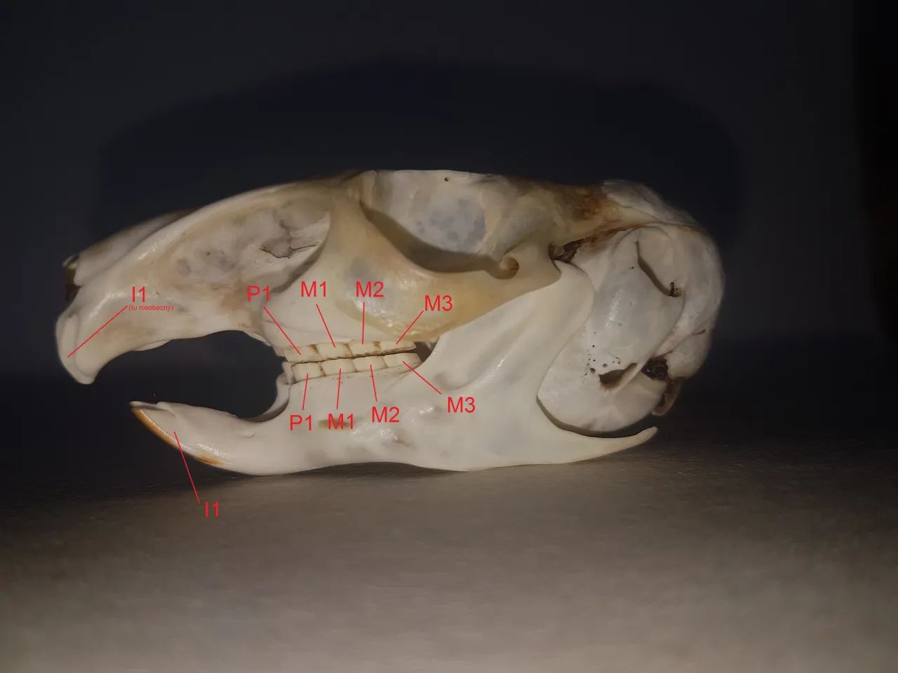 anatomia zęb&oacute;w dolnej szczęki schemat
