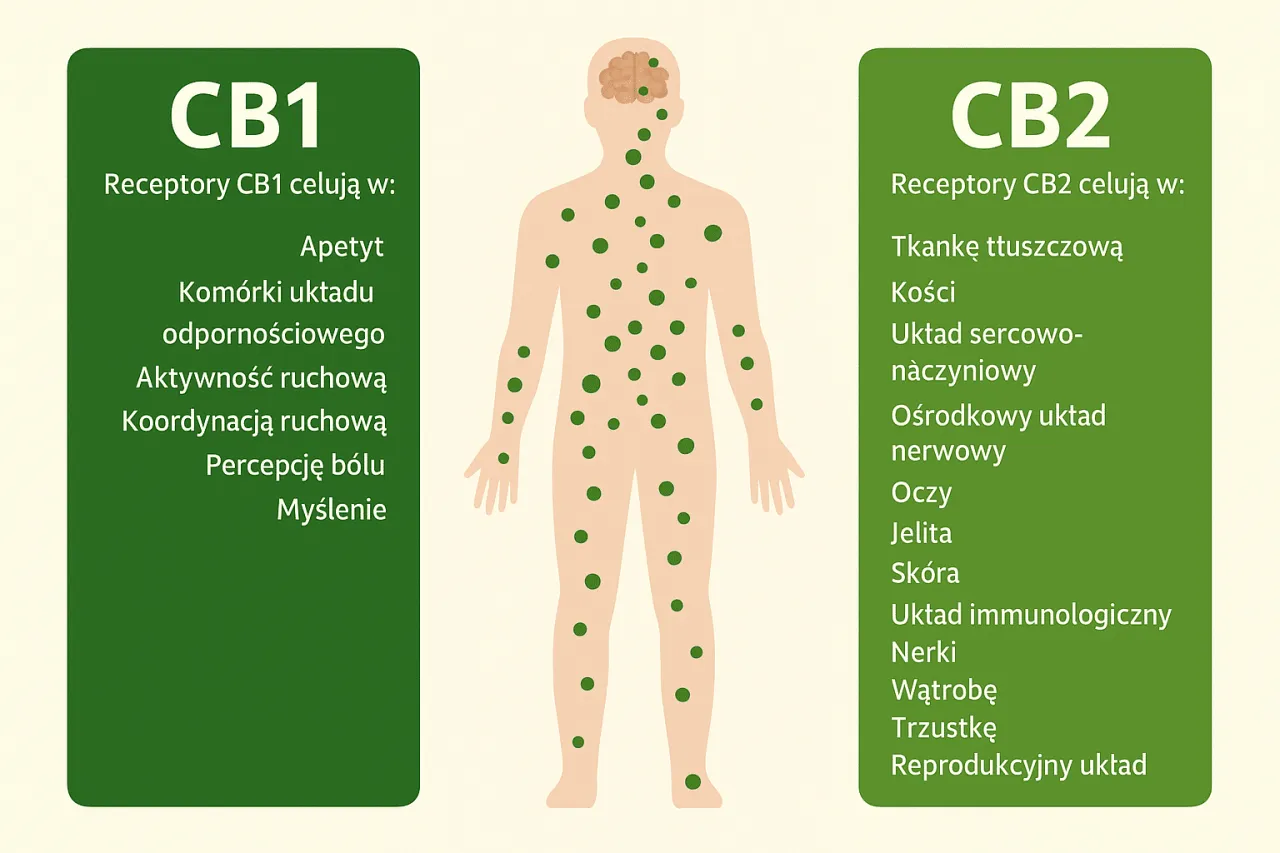Budowa cząsteczki THC i jej wpływ na receptory CB1