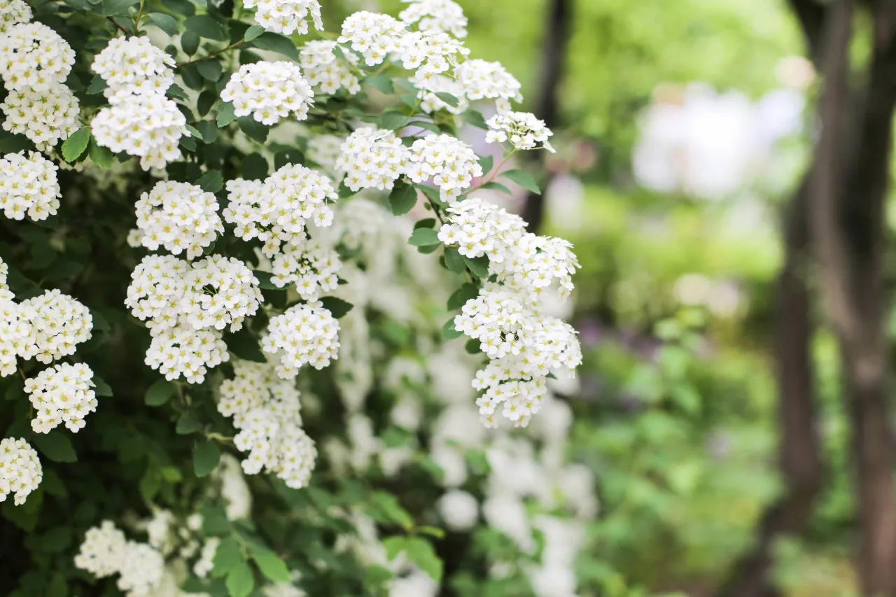 Kwitnące tawułki, idealne do przycinania. Białe kwiaty tworzą gęste skupiska na zielonych gałązkach.