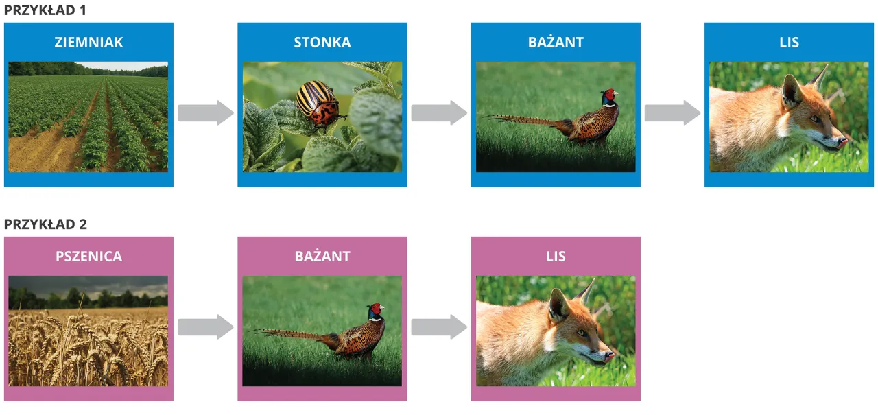 łańcuch pokarmowy przykład las polski grafika