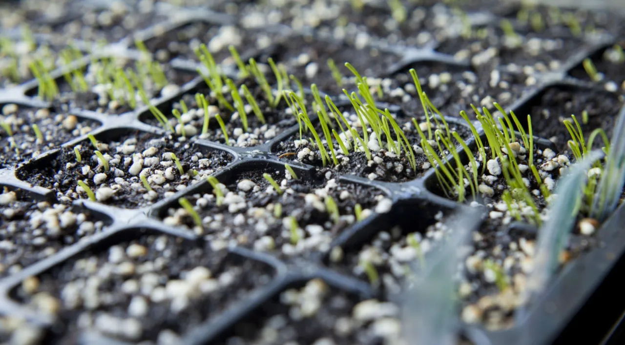 Zielone kiełki pora wyrastają z czarnej tacki wysiewnej.