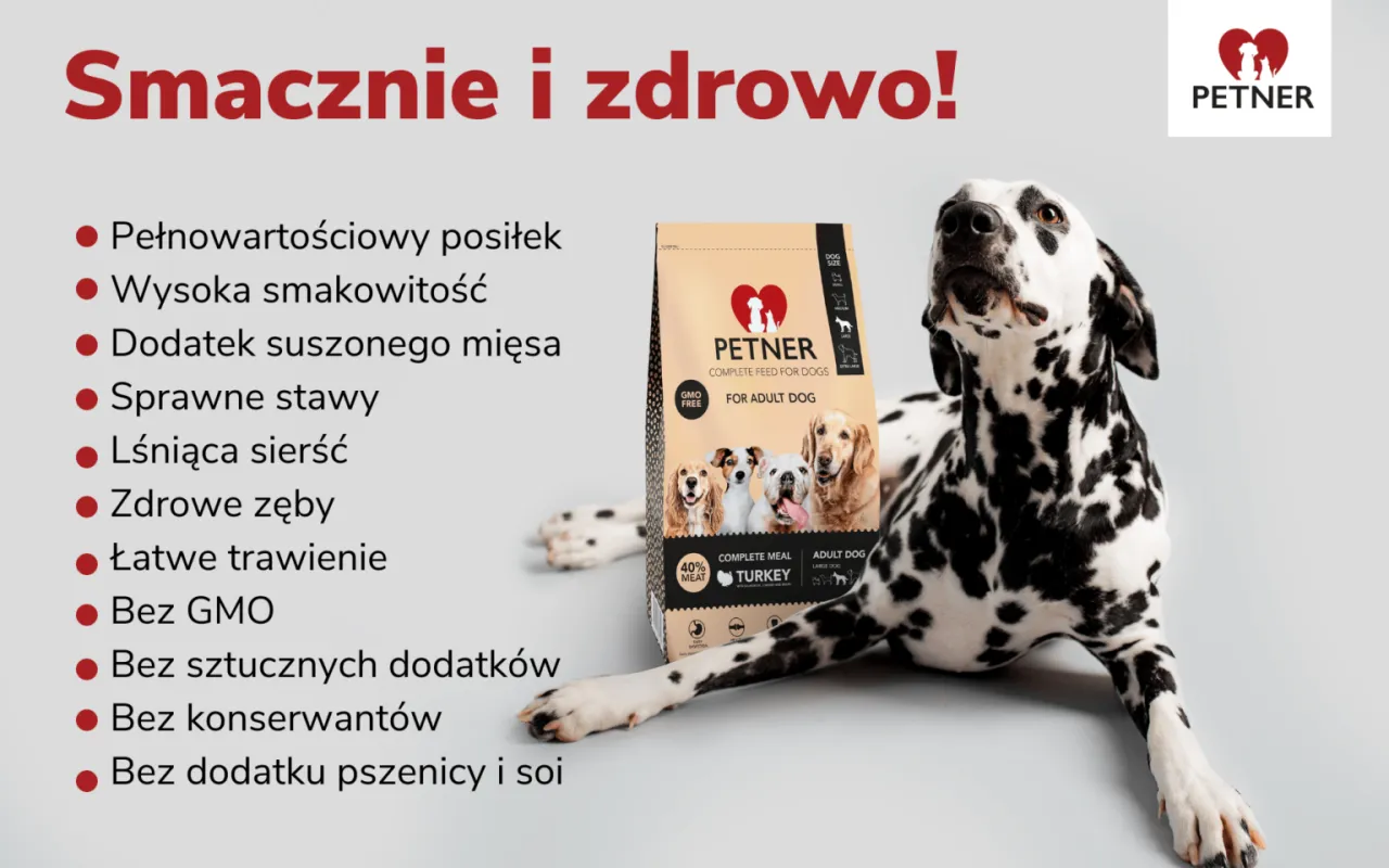 Zdjęcie Czy pies może jeść bigos? Poznaj fakty i zagrożenia dla zdrowia psa