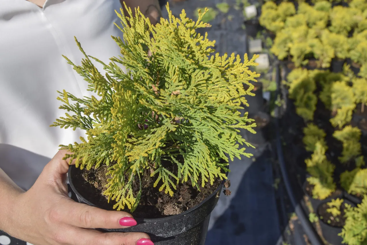 Tuja Smaragd Brabant przycinanie