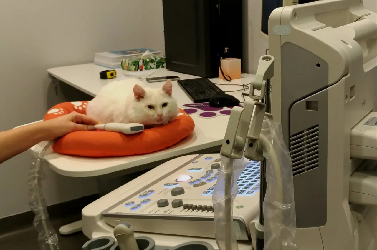 Kotka w ciąży, badanie weterynaryjne