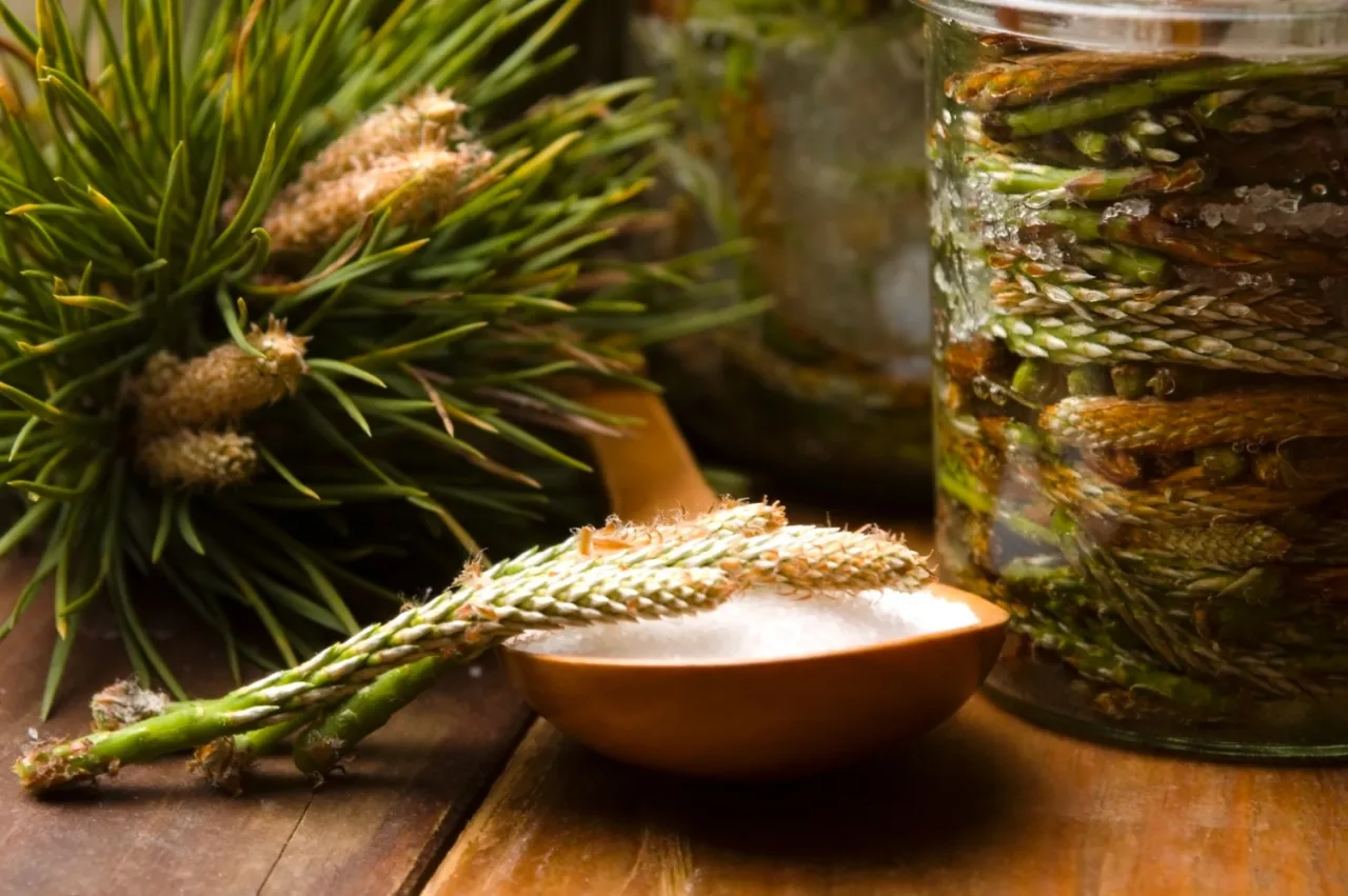 Idealne pędy sosny do nalewki