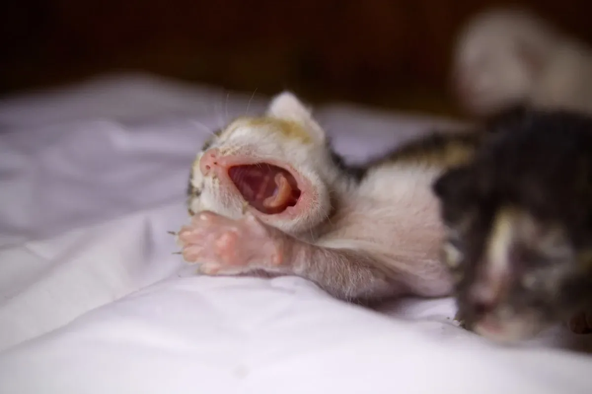 Alarmujące objawy zarobaczenia u kota, kot chory i zdrowy porównanie