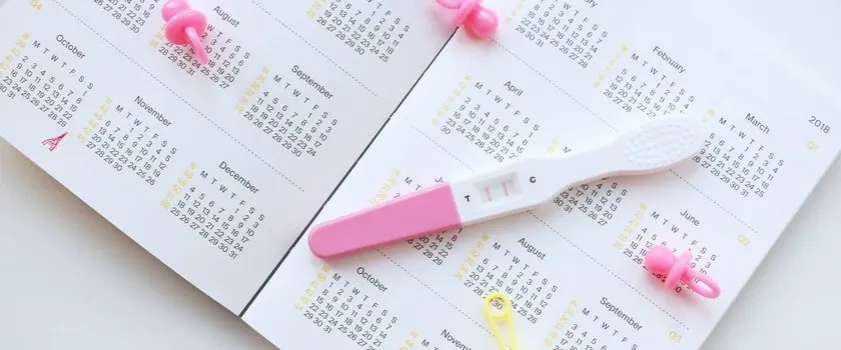kalendarz ciąży i karmienia piersią