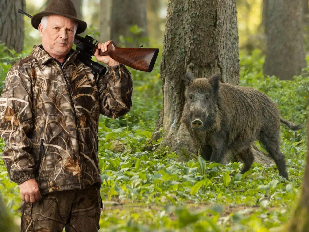 Co może myśliwy? Stoi w lesie z bronią, obok dzik.