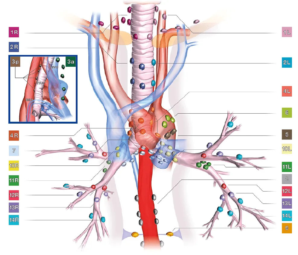 EBUS procedure diagram