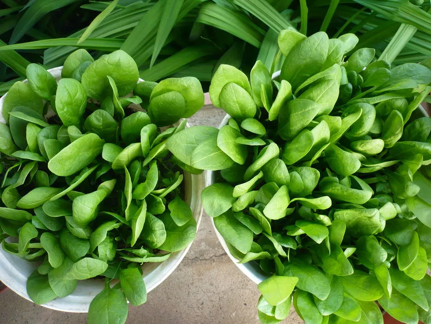 łatwe warzywa do uprawy w doniczkach dla początkujących