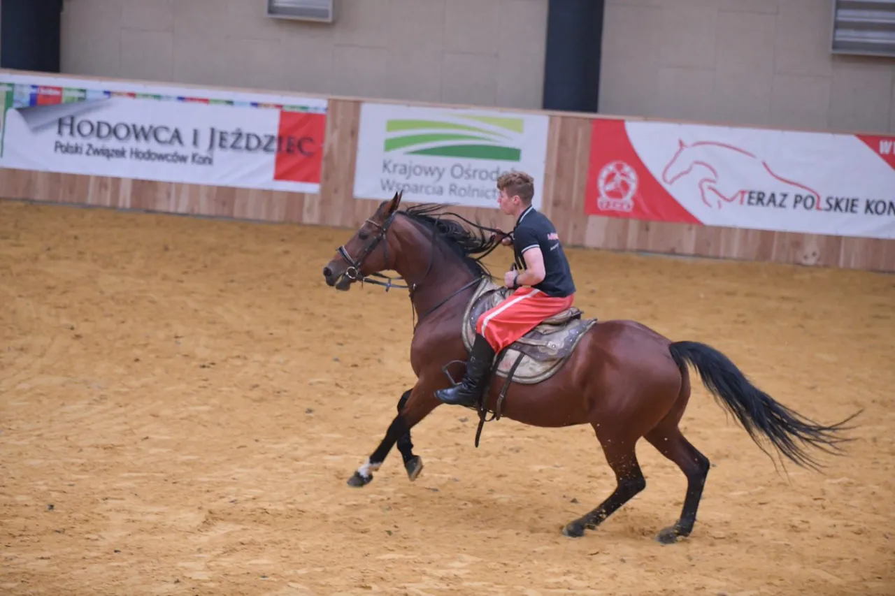 profesjonalne studia jeździeckie hipoterapia