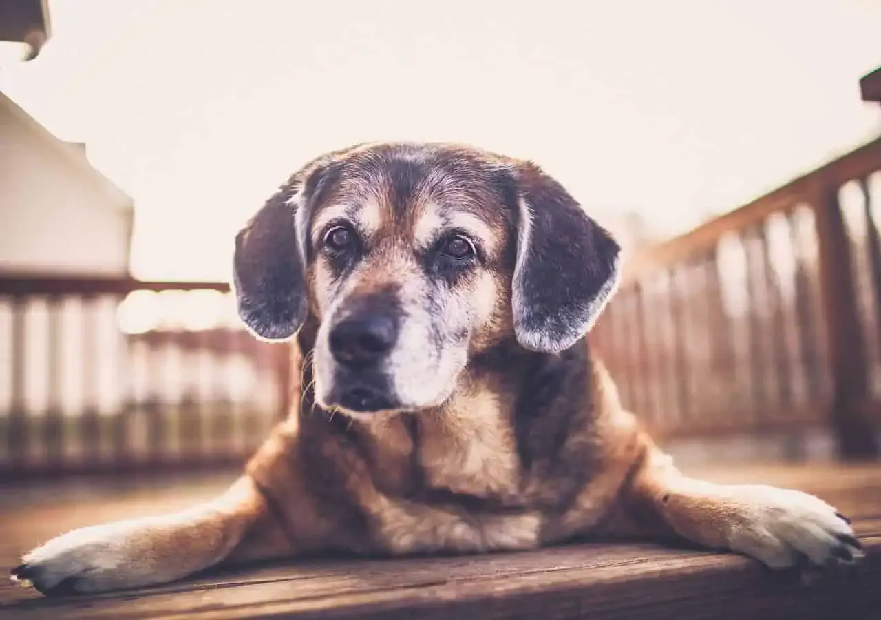 Pies senior z zamyślonym wyrazem pyska, w spokojnym otoczeniu domu.