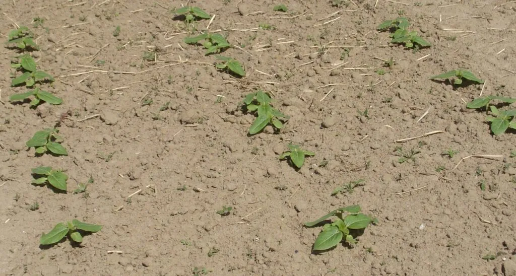 słonecznik jadalny przygotowanie gleby do siewu