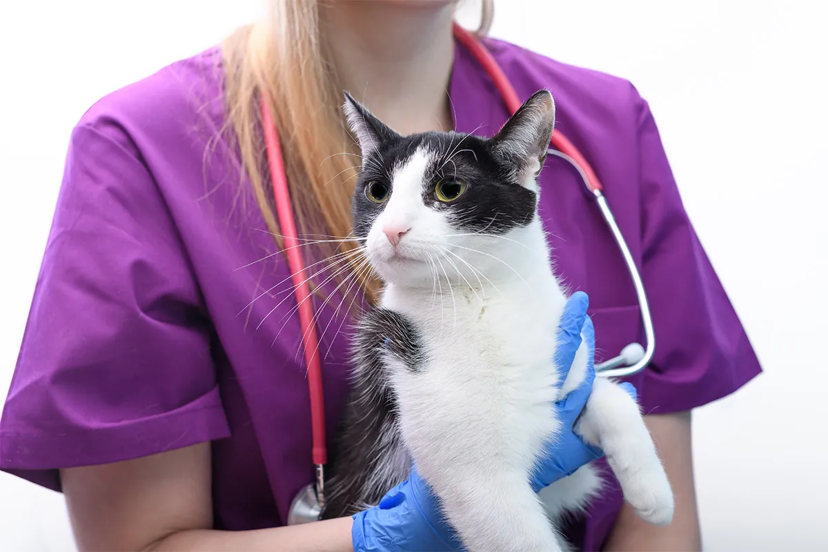 Kot w klinice weterynaryjnej na szczepieniu