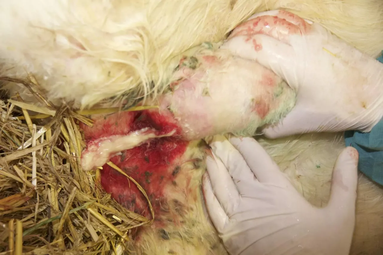 Pierwsza pomoc psu pęknięty ropień