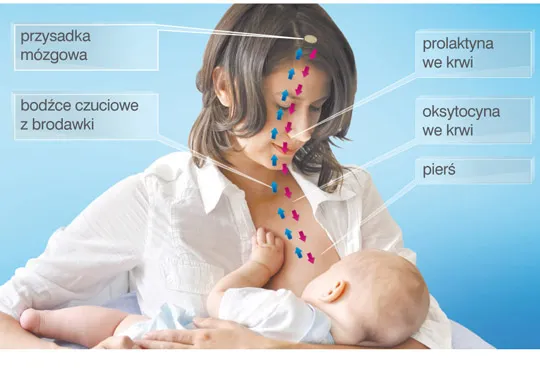 różnica między pełną a miękką piersią laktacja