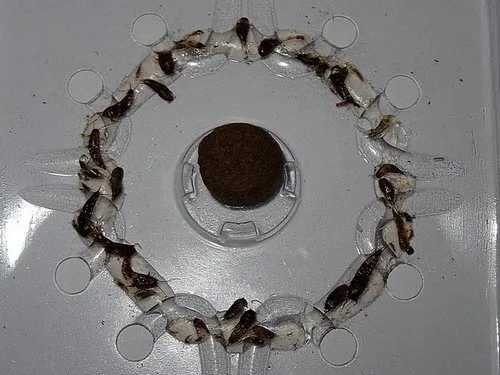 domowe pułapki na rybiki