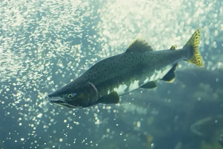 najczęściej łowione ryby bałtyku