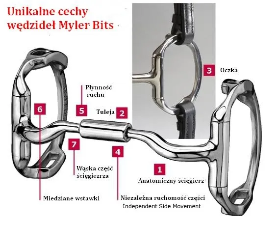anatomia pyska konia wędzidło