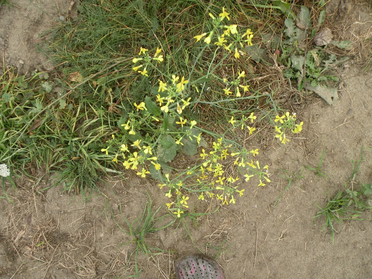 rzodkiew świrzepa identyfikacja liście kwiaty