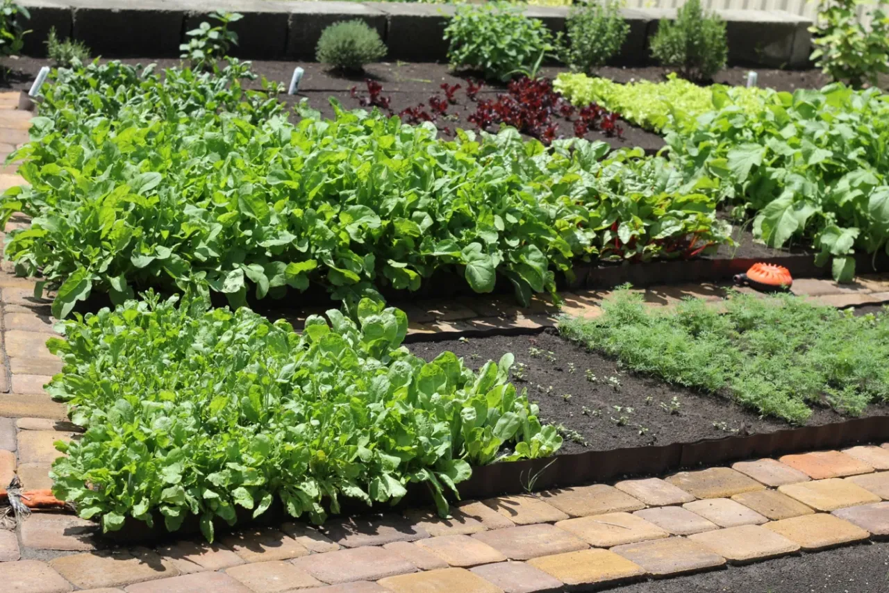 Jak z trawnika zrobić ogr&oacute;dek warzywny? Oto inspiracja: bujne zielone warzywa liściaste, marchewka i zioła w podniesionych grządkach.