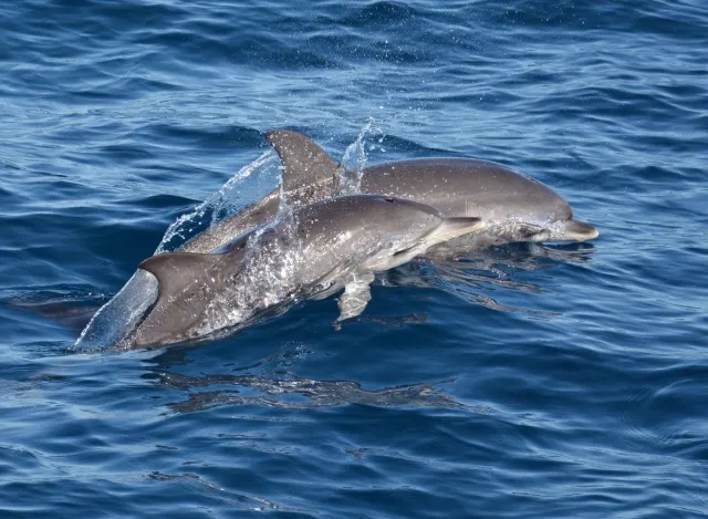 Familie beobachtet Delfine vom Boot aus Gran Canaria