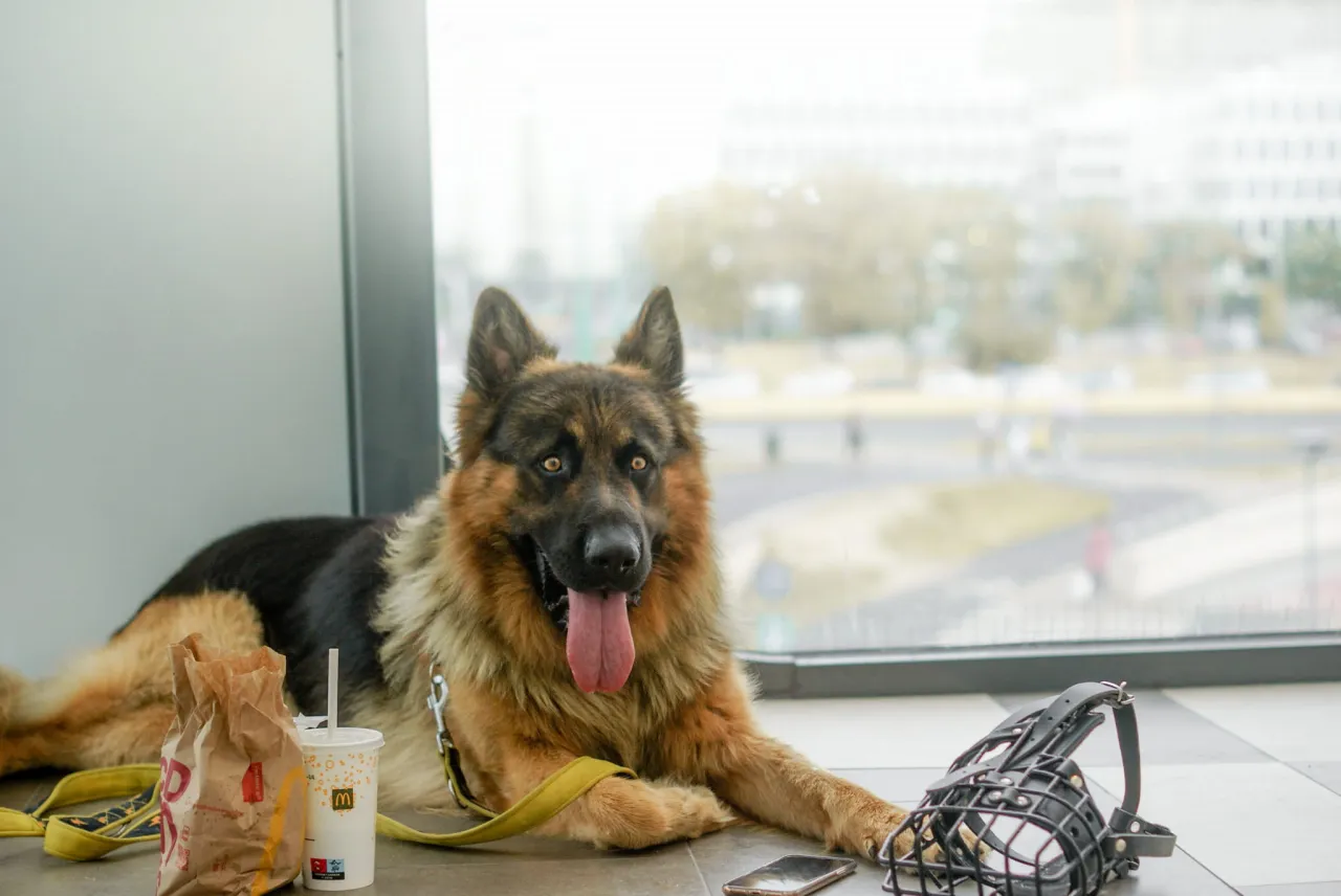 pozytywny trening kagańcowy owczarek niemiecki