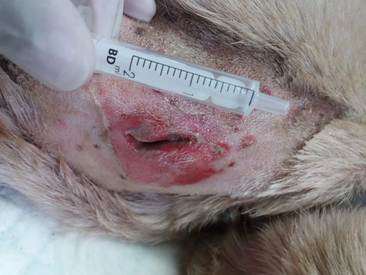 Pies z zimnym okładem na ranie po kleszczu