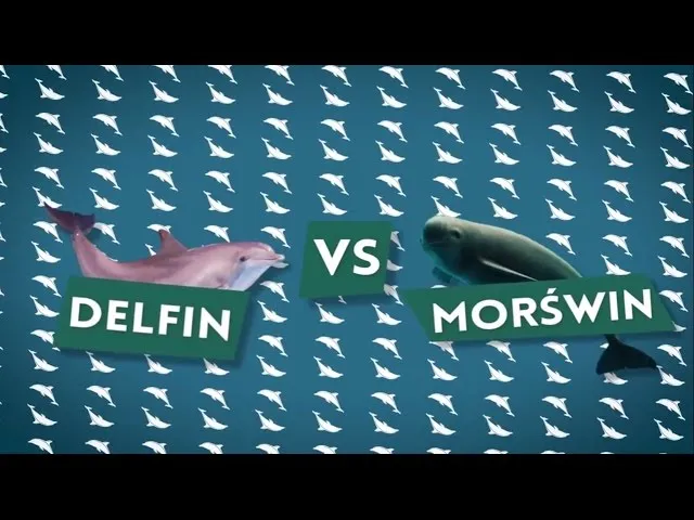delfin vs morświn por&oacute;wnanie
