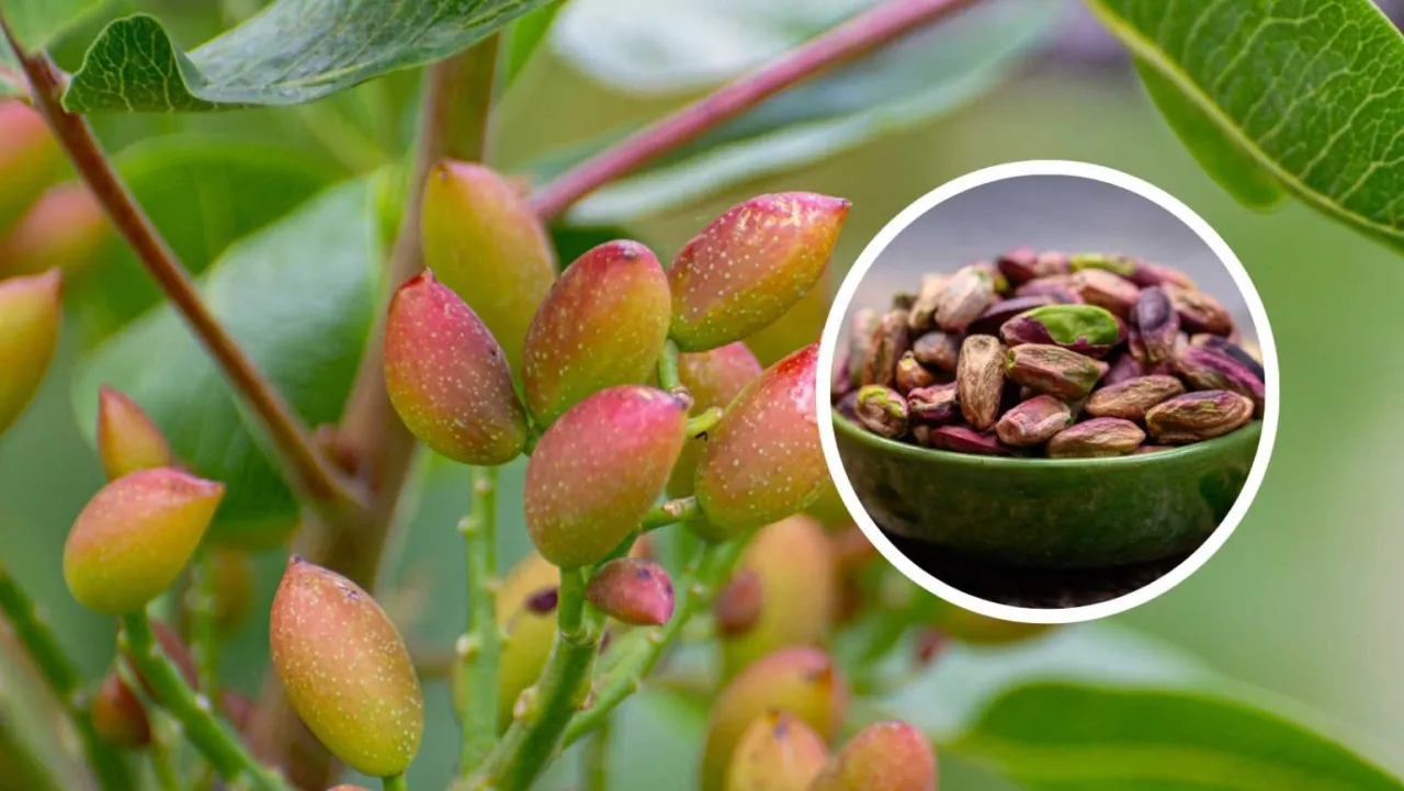 plantacja pistacji Sycylia Bronte